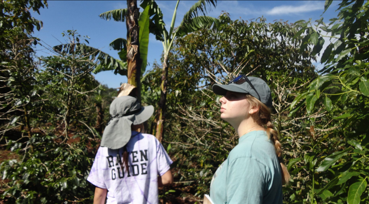 High school junior, Leila Berman walks in the dense plantations scattering fertilizer. She takes in the beauty of the plants while replenishing them for the future.